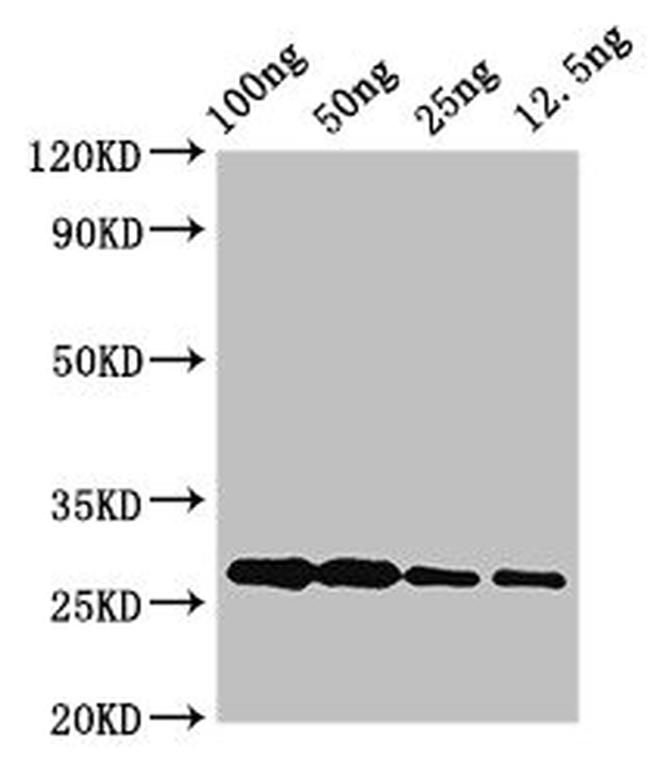 Pyrococcus furiosus albA Antibody in Western Blot (WB)
