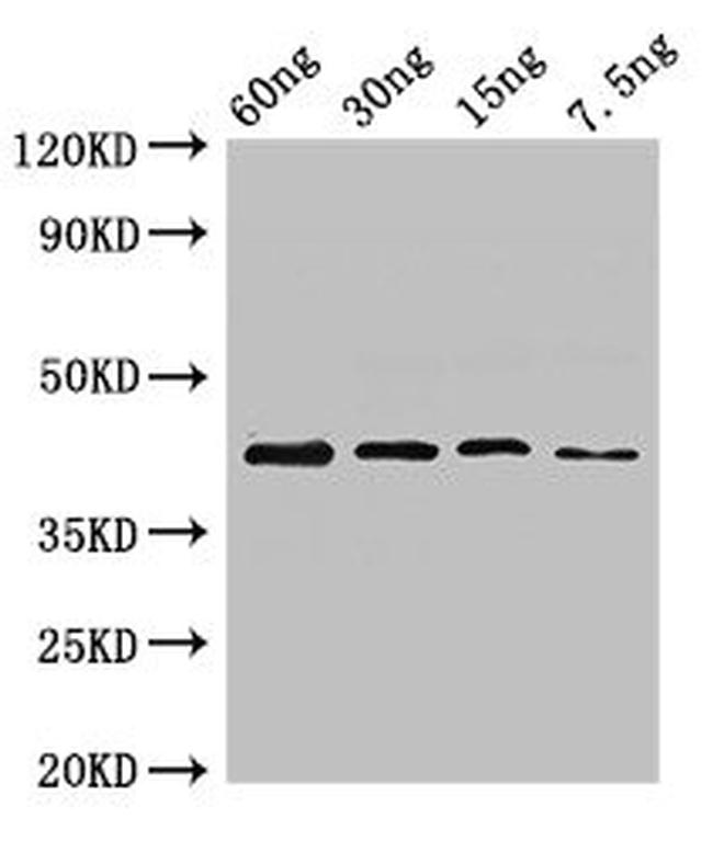 Bacillus sp. UGL Antibody in Western Blot (WB)