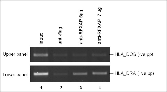 RFXAP Antibody in ChIP Assay (ChIP)
