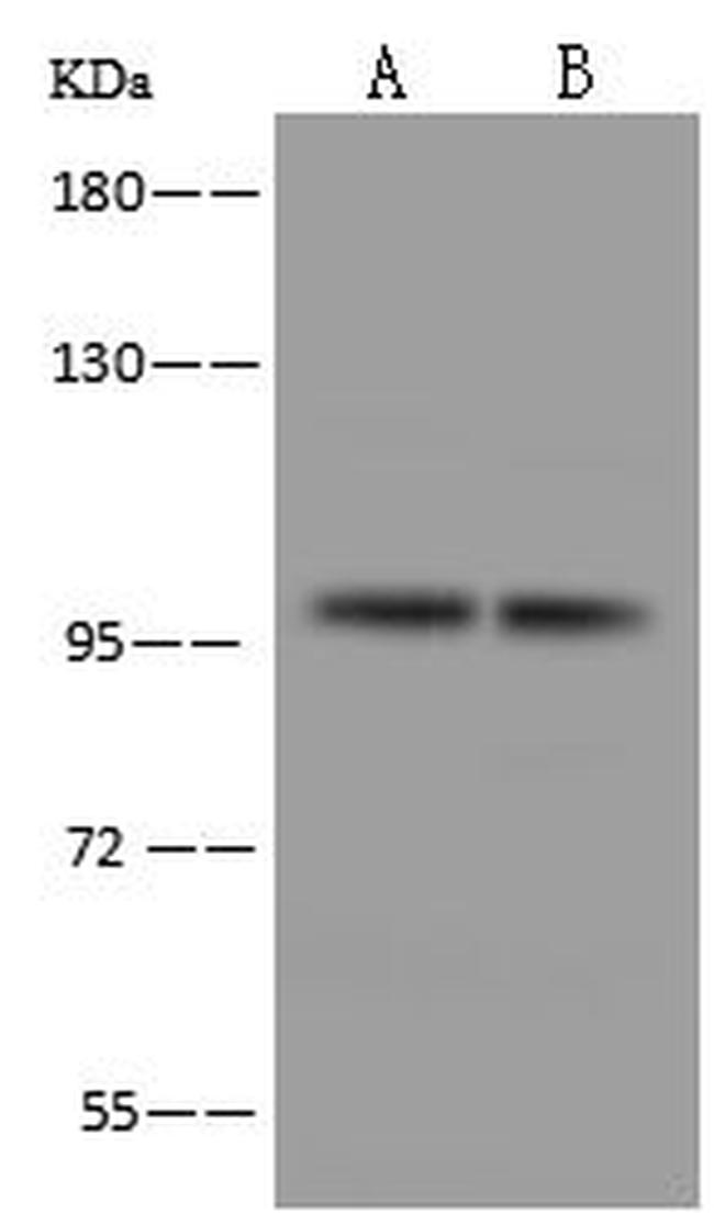 AGO2 Antibody in Western Blot (WB)