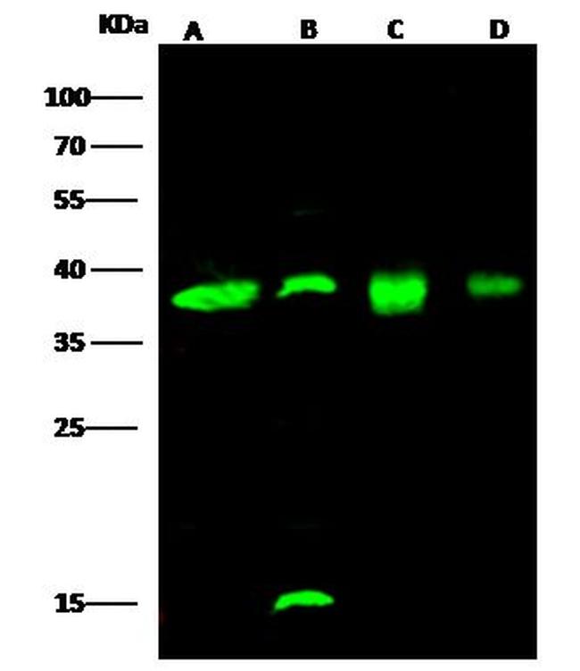 EMAP II Antibody in Western Blot (WB)