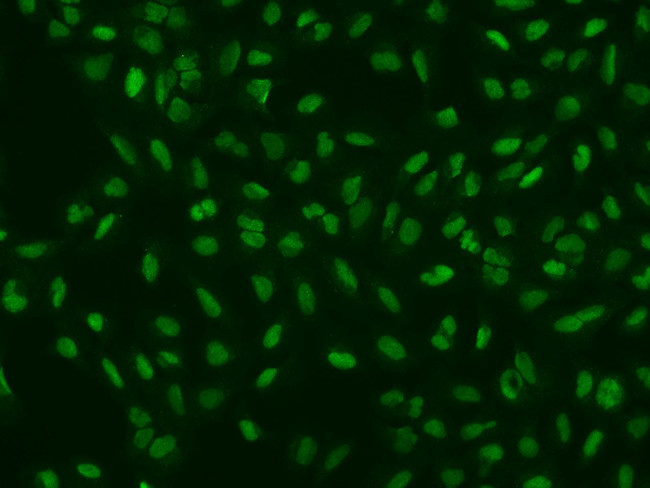 ALKBH5 Antibody in Immunocytochemistry (ICC/IF)