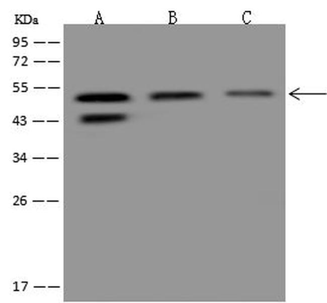 APBB3 Antibody in Western Blot (WB)
