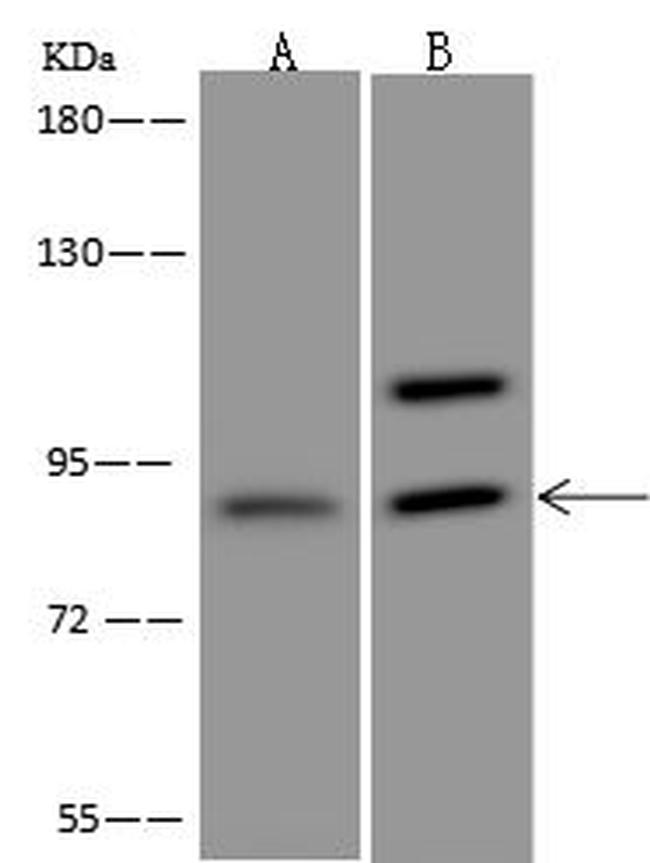 ASCC2 Antibody in Western Blot (WB)