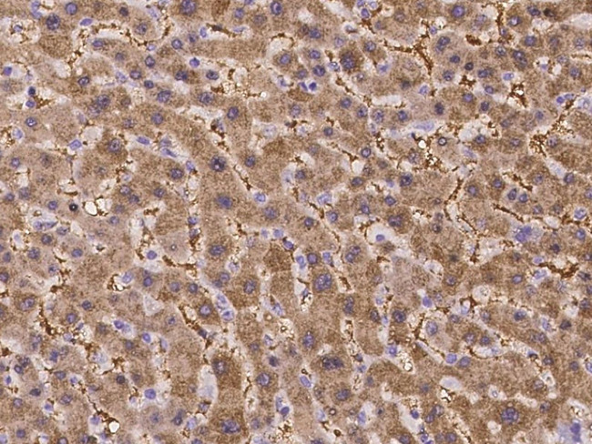 ASS1 Antibody in Immunohistochemistry (Paraffin) (IHC (P))