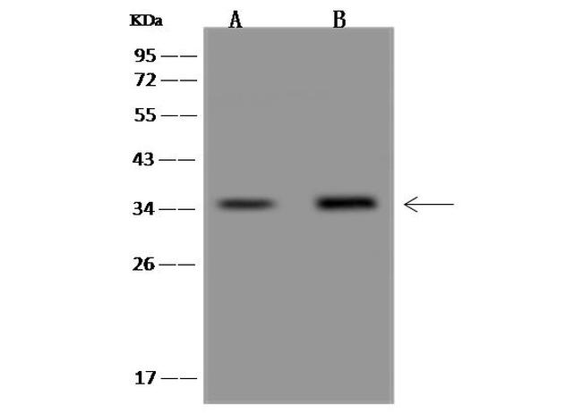 C12orf29 Antibody in Western Blot (WB)