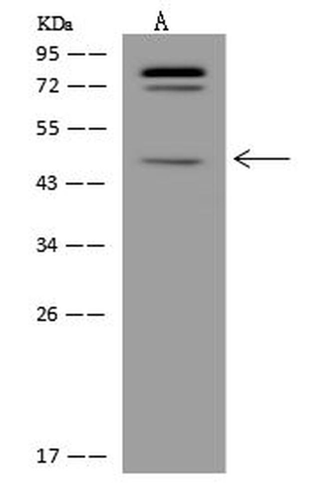 C5orf60 Antibody in Western Blot (WB)
