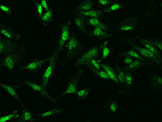 C9orf40 Antibody in Immunocytochemistry (ICC/IF)
