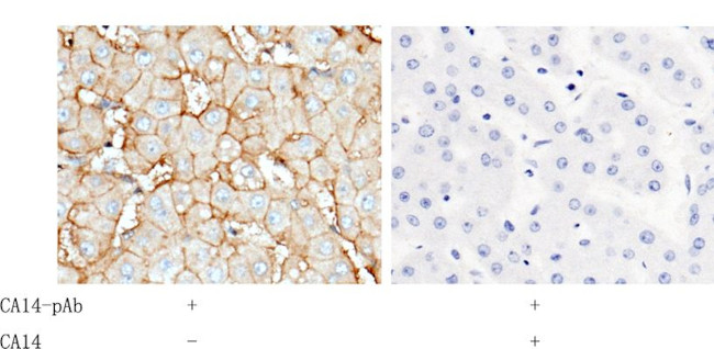 Carbonic Anhydrase XIV Antibody in Immunohistochemistry (Paraffin) (IHC (P))