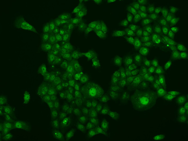 Calpain S1 Antibody in Immunocytochemistry (ICC/IF)