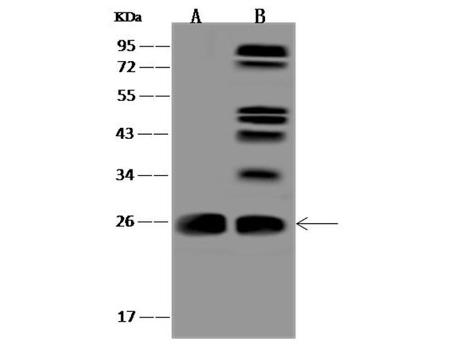 CCDC90B Antibody in Western Blot (WB)