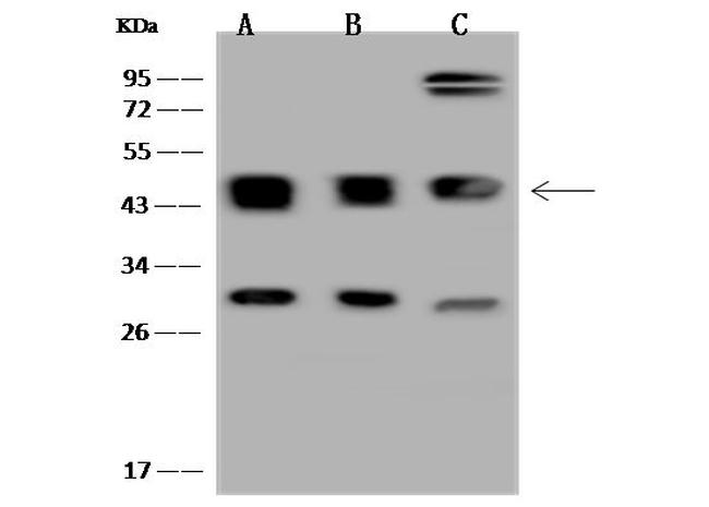 Cyclin B2 Antibody in Western Blot (WB)