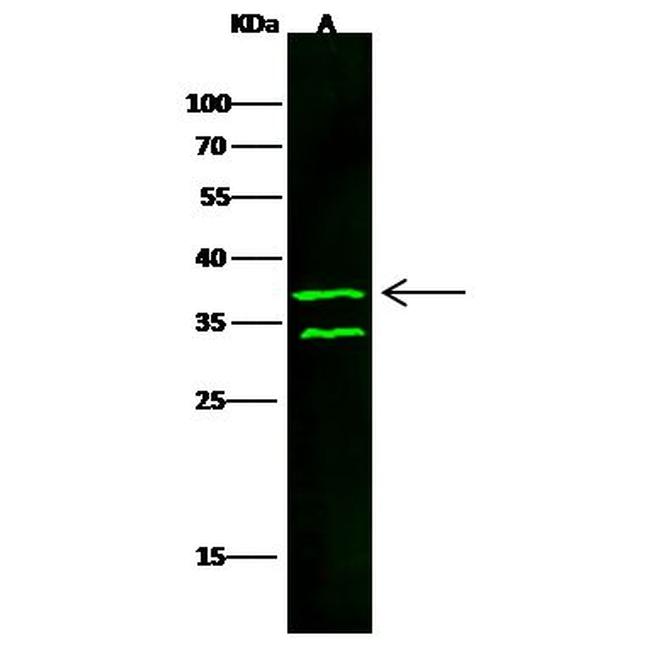 CD40 Antibody in Western Blot (WB)