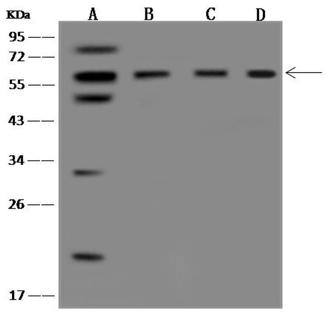 Cdc20 Antibody in Western Blot (WB)