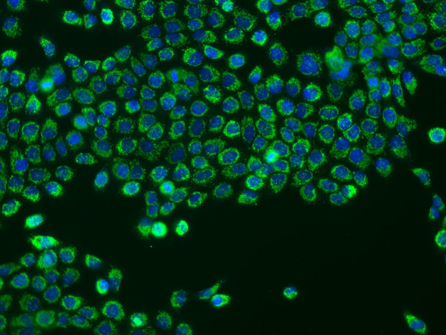 CHCHD10 Antibody in Immunocytochemistry (ICC/IF)