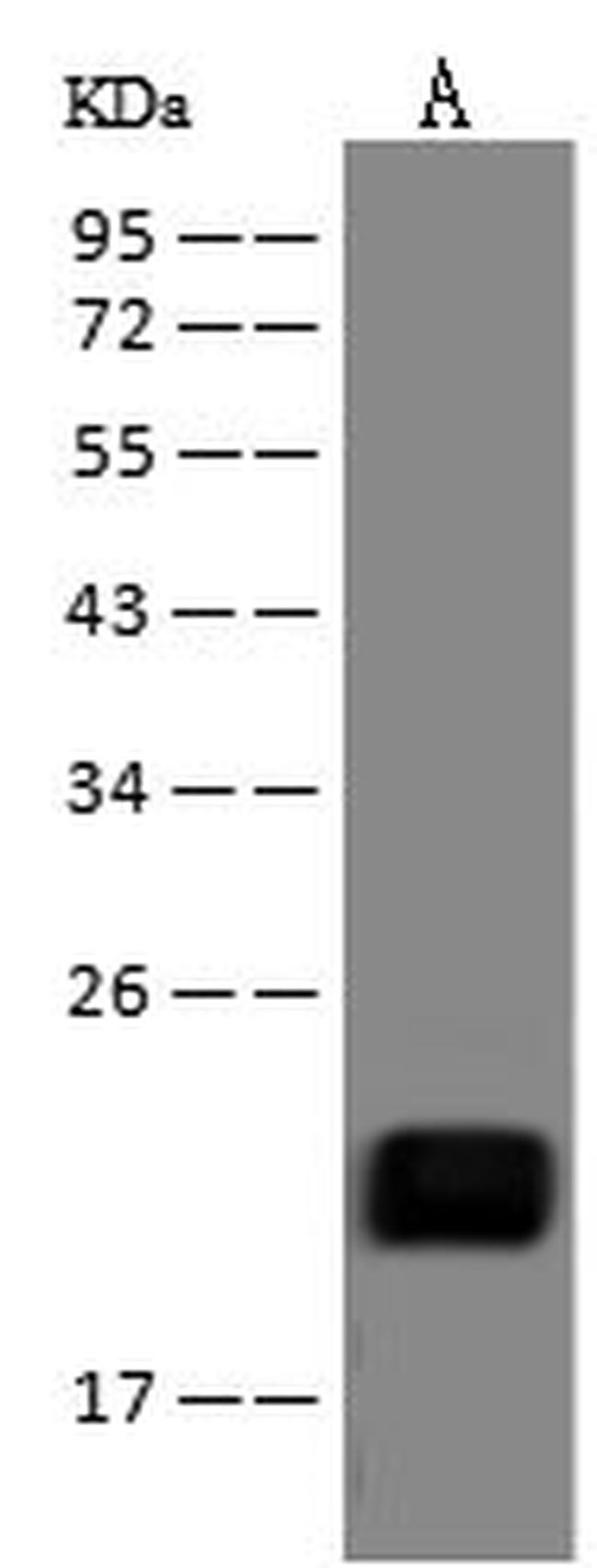 ZNF9 Antibody in Western Blot (WB)