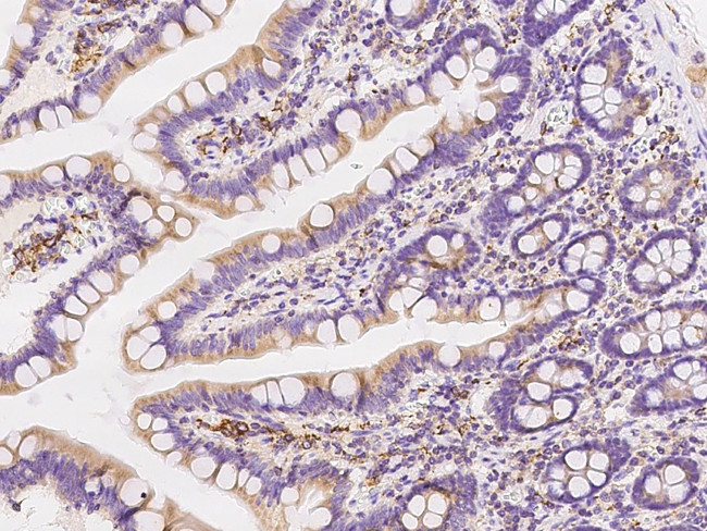 CNPY3 Antibody in Immunohistochemistry (Paraffin) (IHC (P))