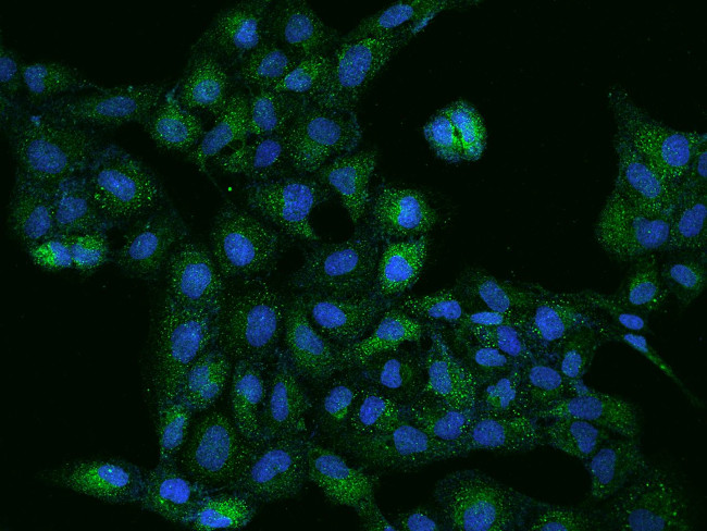 COQ9 Antibody in Immunocytochemistry (ICC/IF)