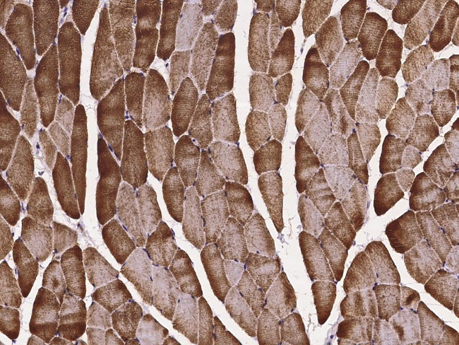 CYB5R1 Antibody in Immunohistochemistry (Paraffin) (IHC (P))