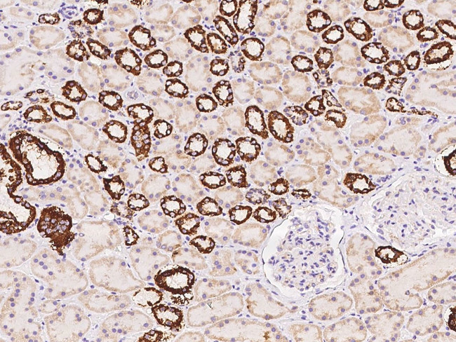 Cytochrome C Antibody in Immunohistochemistry (Paraffin) (IHC (P))