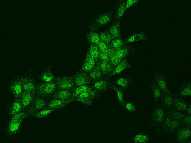 DLK2 Antibody in Immunocytochemistry (ICC/IF)