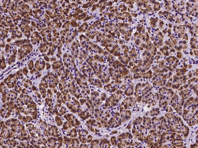 DNAJB11 Antibody in Immunohistochemistry (Paraffin) (IHC (P))
