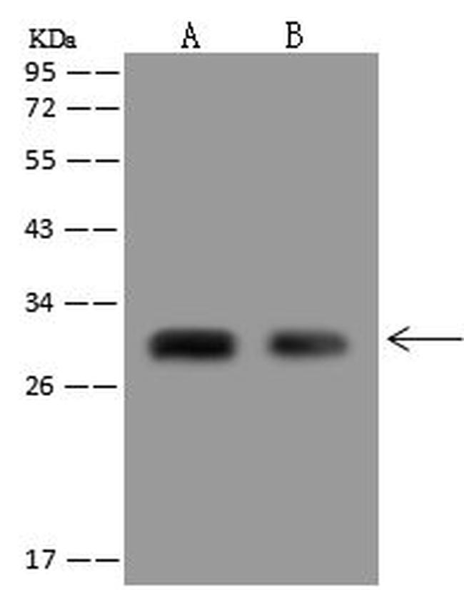 DNALI1 Antibody in Western Blot (WB)