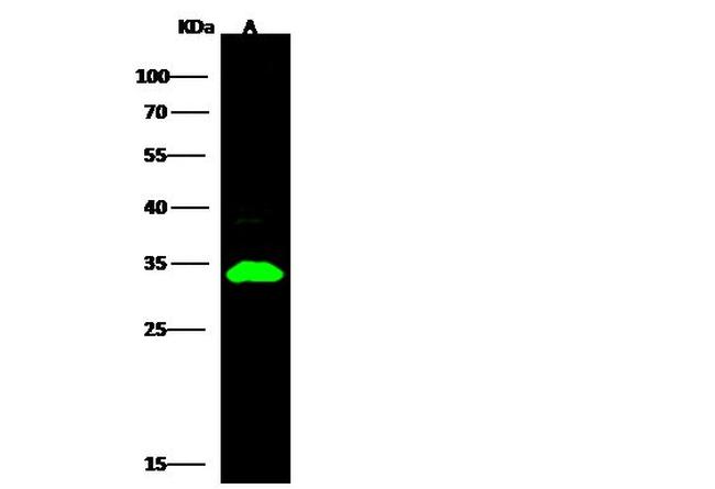 Ephrin B1 Antibody in Western Blot (WB)