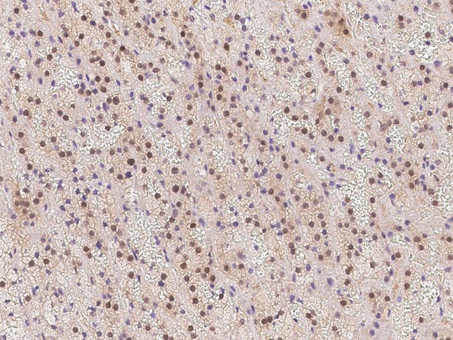 eIF6 Antibody in Immunohistochemistry (Paraffin) (IHC (P))