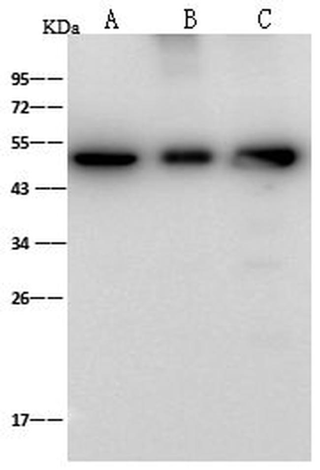 ENO3 Antibody in Western Blot (WB)