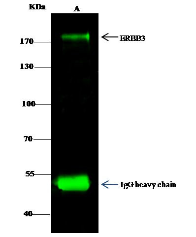 ErbB3 Antibody in Immunoprecipitation (IP)