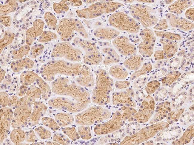 FNIP2 Antibody in Immunohistochemistry (Paraffin) (IHC (P))