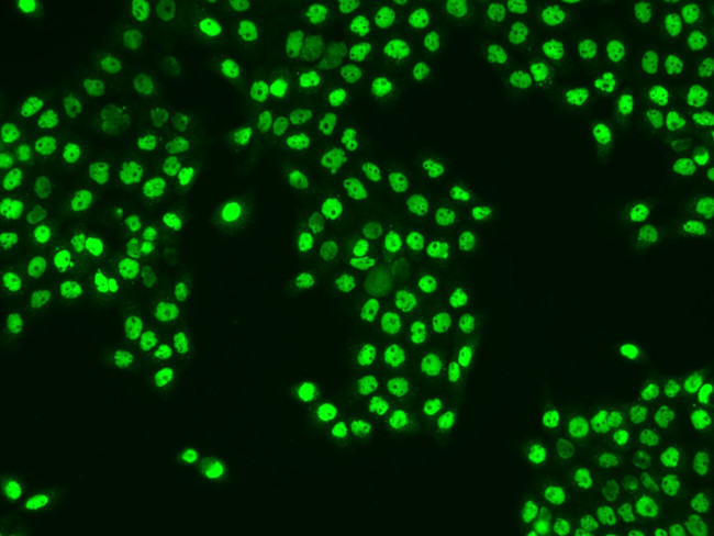 FOXK1 Antibody in Immunocytochemistry (ICC/IF)