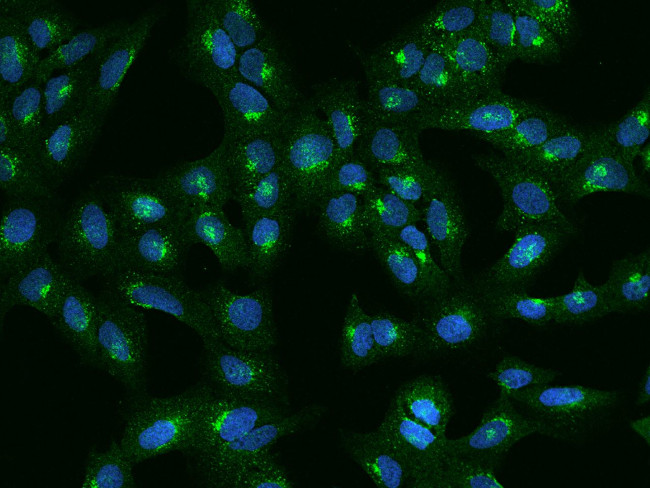 GGA3 Antibody in Immunocytochemistry (ICC/IF)