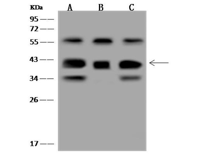 GNB5 Antibody in Western Blot (WB)