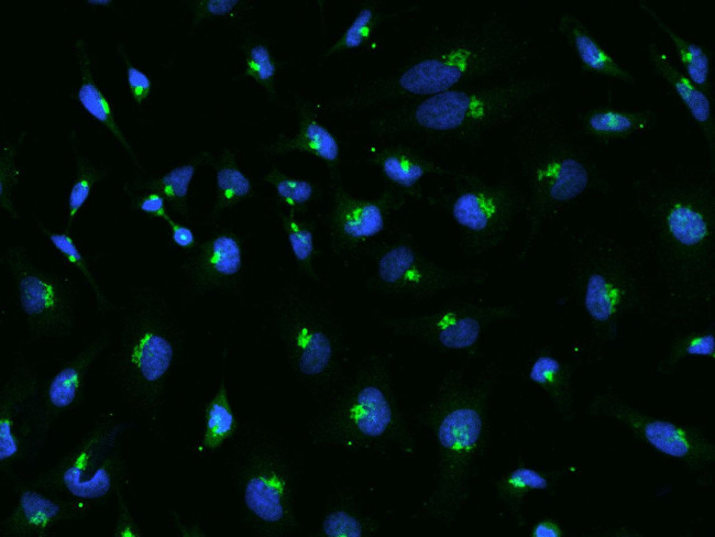 GRASP65 Antibody in Immunocytochemistry (ICC/IF)