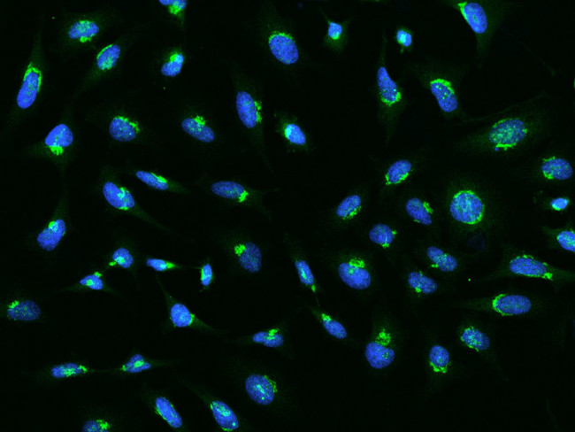 GRASP55 Antibody in Immunocytochemistry (ICC/IF)