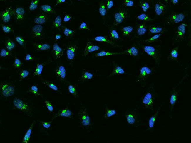 GOSR1 Antibody in Immunocytochemistry (ICC/IF)