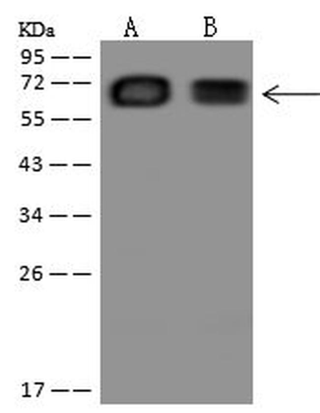 HAUS3 Antibody in Western Blot (WB)