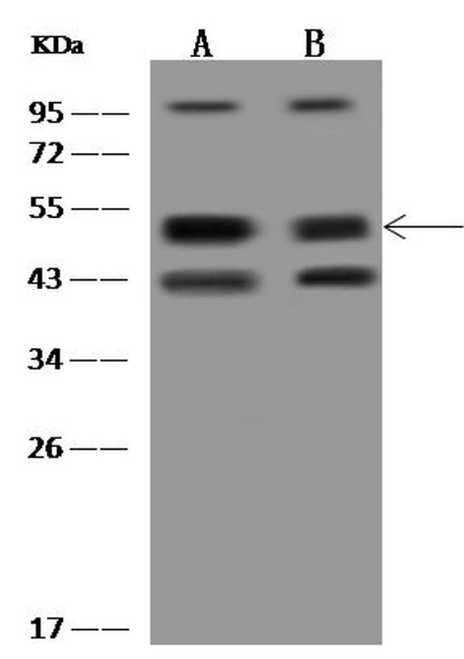 HICE1 Antibody in Western Blot (WB)