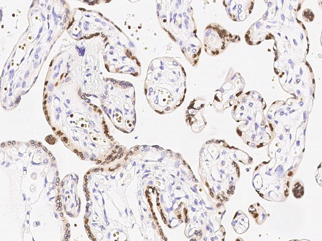 HMGB3 Antibody in Immunohistochemistry (Paraffin) (IHC (P))
