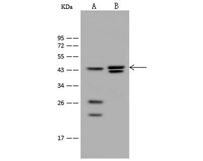 HNF4G Antibody in Western Blot (WB)