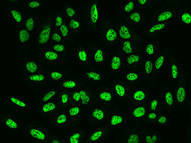 HTATSF1 Antibody in Immunocytochemistry (ICC/IF)