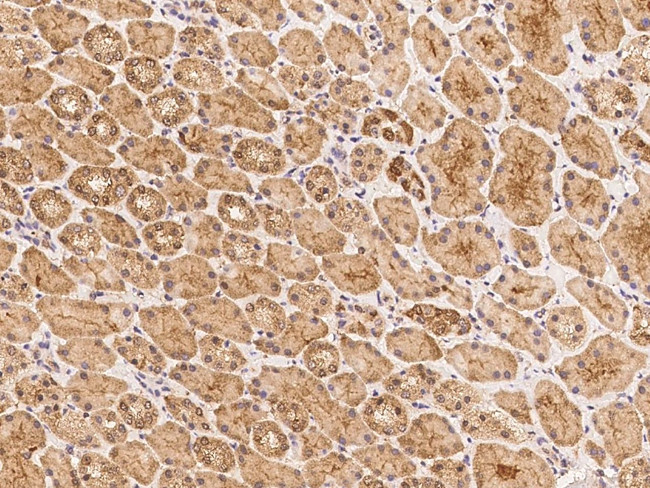 HYLS1 Antibody in Immunohistochemistry (Paraffin) (IHC (P))