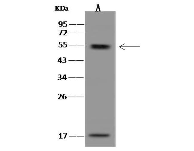 HIPPI Antibody in Western Blot (WB)
