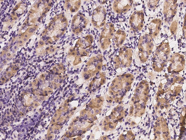 IMPA1 Antibody in Immunohistochemistry (Paraffin) (IHC (P))