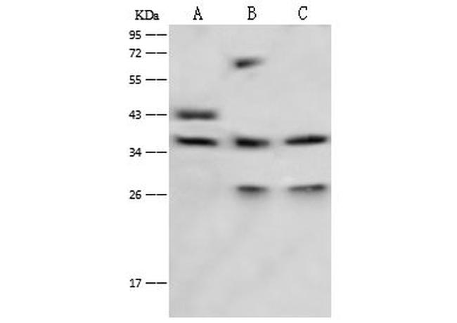LRG1 Antibody in Western Blot (WB)