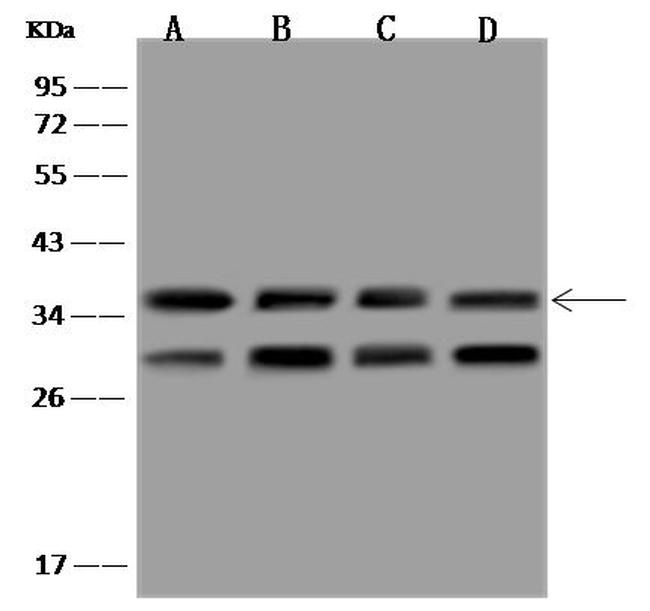 LRRC59 Antibody in Western Blot (WB)