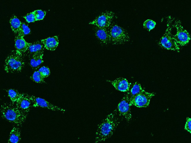 MAG Antibody in Immunocytochemistry (ICC/IF)