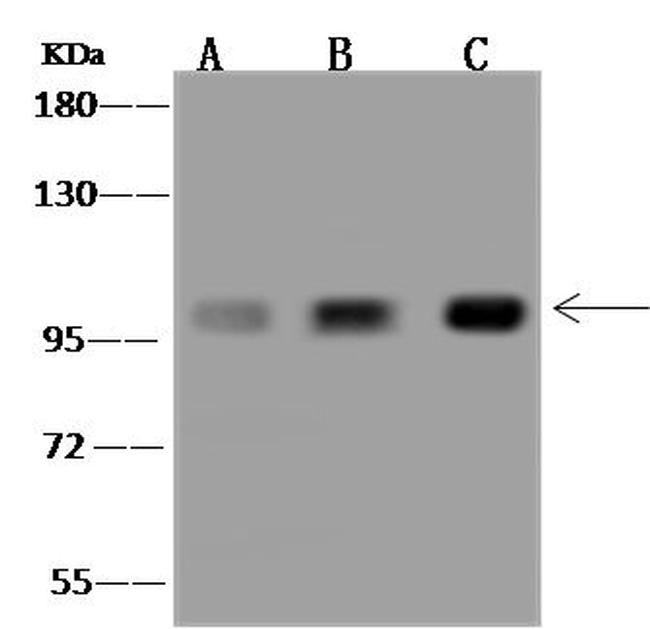 HPK1 Antibody in Western Blot (WB)